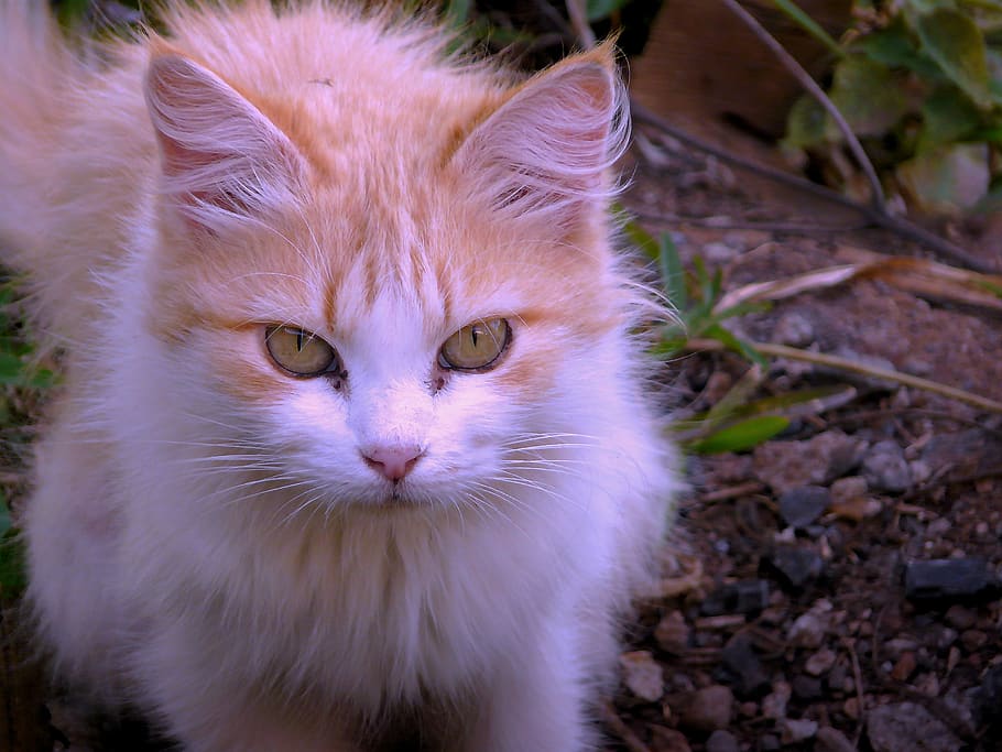cat, forest, domestic, domestic cat, domestic animals, one animal HD wallpaper