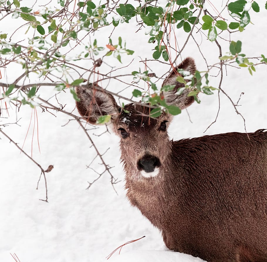 deer on snowfield, animal themes, mammal, one animal, vertebrate HD wallpaper
