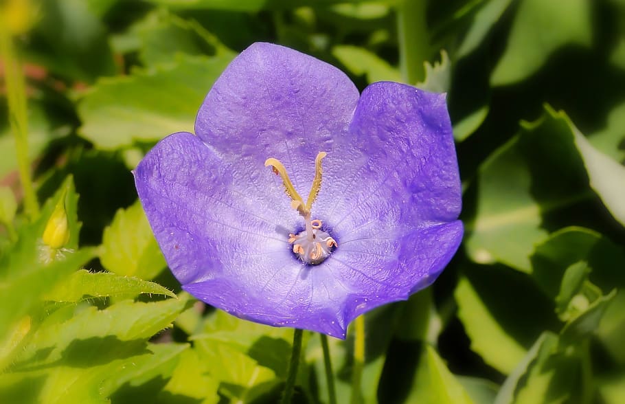 flower, violet, posts, the petals, plant, garden, foliage, nature HD wallpaper