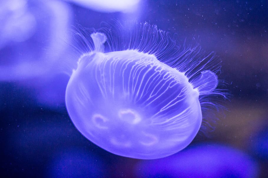 jelly fish, animal wildlife, animals in the wild, animal themes HD wallpaper