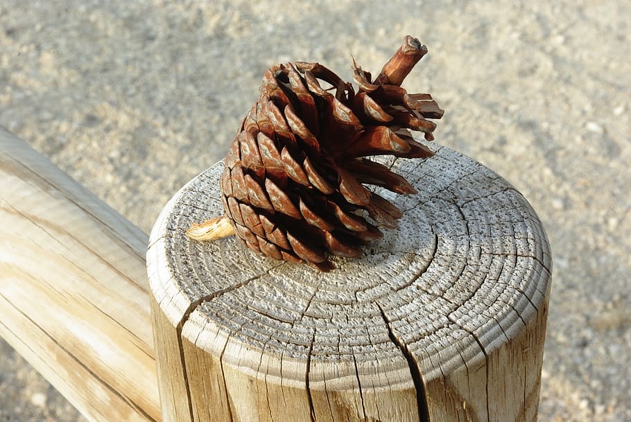 post, wood, closing, pinecone, close-up, wood - material, bark HD wallpaper