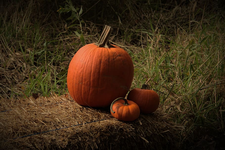 pumpkins, fall, autumn, halloween, october, orange, holiday HD wallpaper