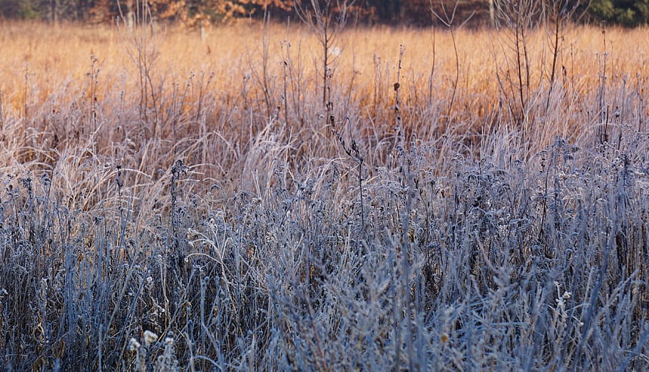 outdoors, ice, nature, grass, plant, snow, frost, lawn, reed HD wallpaper