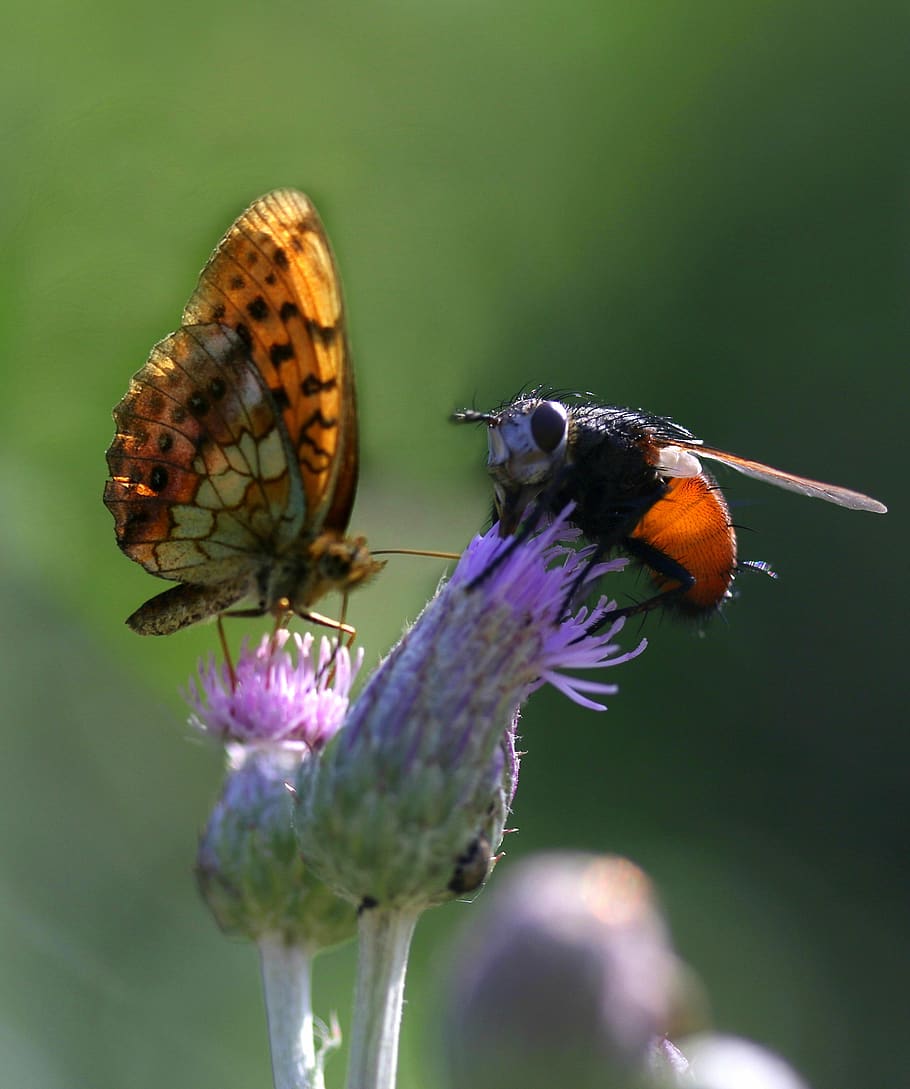 butterfly, insects, flower, nature, fauna, animal wildlife HD wallpaper