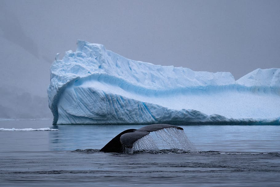 black whale on water near ice berg, nature, outdoors, snow, antarctica, HD wallpaper