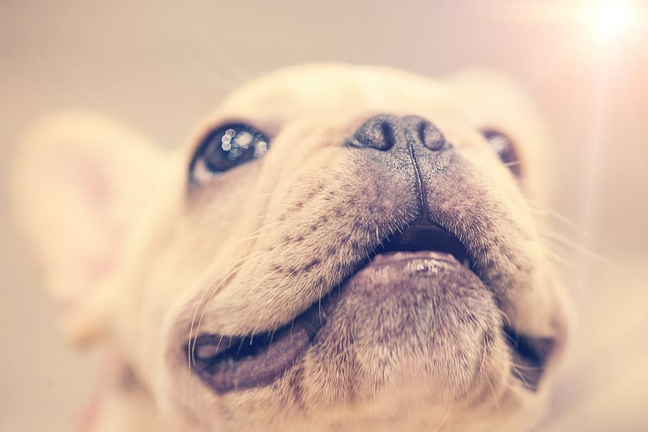 HD wallpaper: puppy, smile, close-up, dog, animal, pet, small, big eyes,  nose | Wallpaper Flare