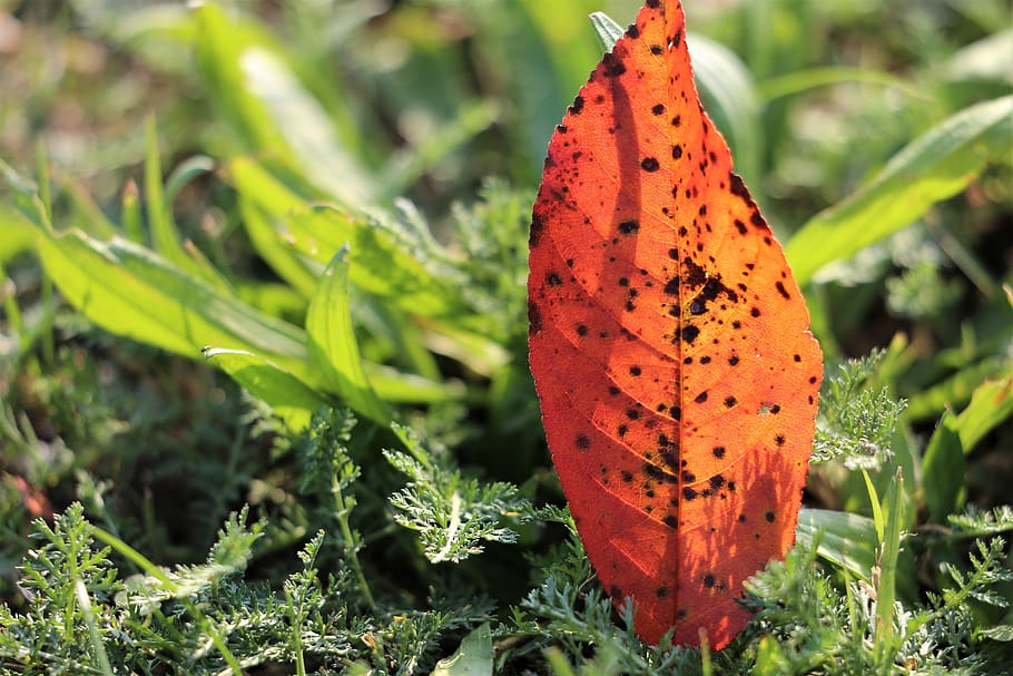 colorful leaf, grass, transparent, backlight, autumn, nature HD wallpaper