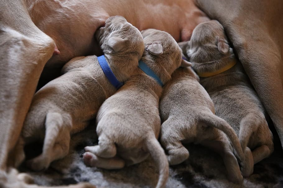 four gray puppies, animal, mammal, pet, canine, dog, puppy, cat HD wallpaper