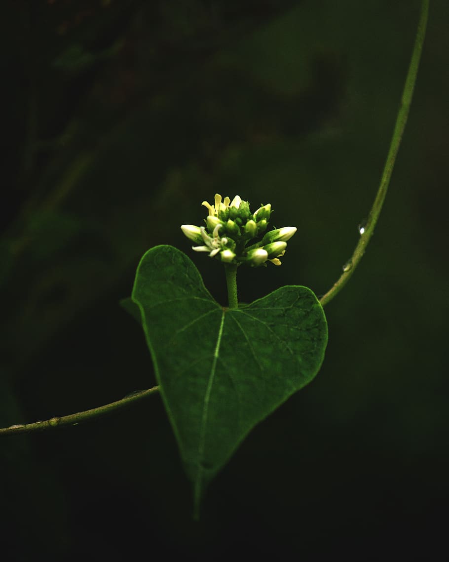 bloom, green, leaf, wet, rainy, plant, flower, plant part, growth HD wallpaper