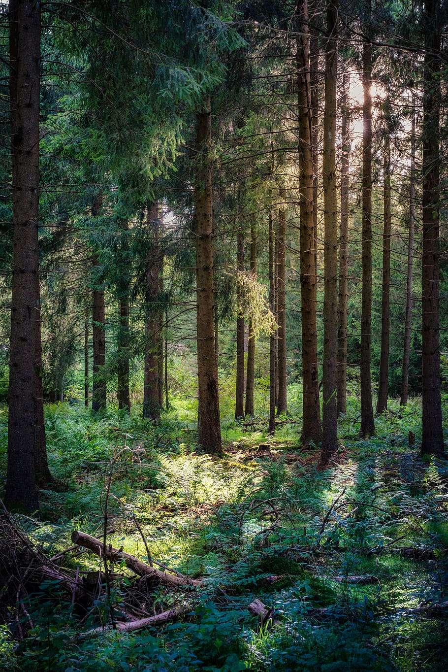 forest at daytime, tree, plant, land, woodland, growth, trunk HD wallpaper