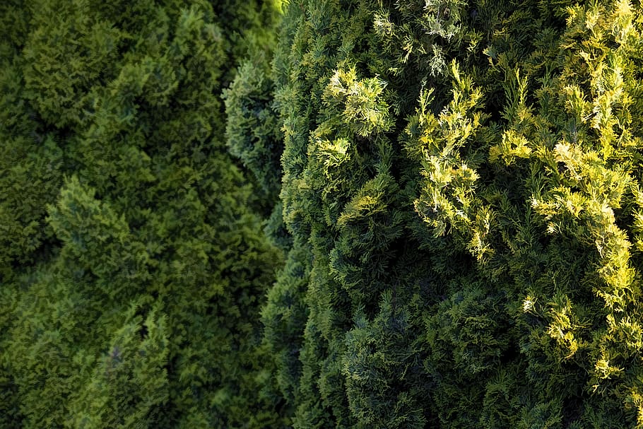 australia, perth, trees, green, foliage, flora, plant, leaves, HD wallpaper
