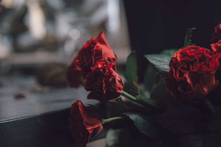 flower, rose, plant, blossom, geranium, petal, creation, petals HD wallpaper
