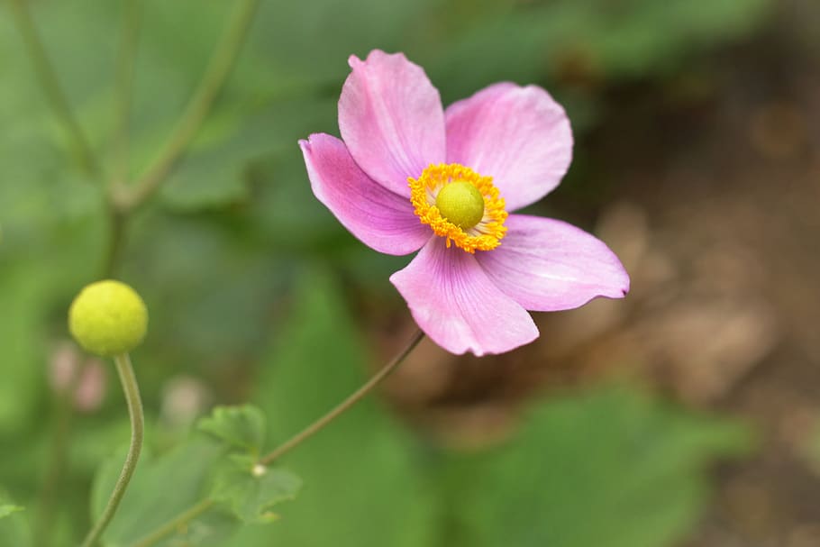 anemone japanese, anemone japonica, flower, nature, flowers, HD wallpaper