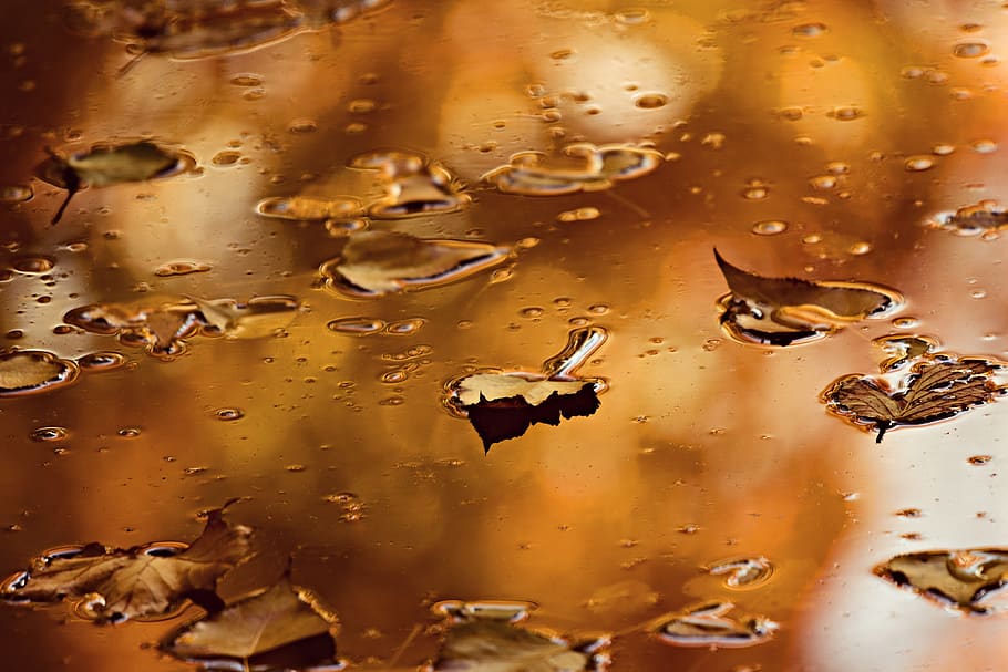 leaf, water, surface, floating, reflection, golden, autumn color HD wallpaper