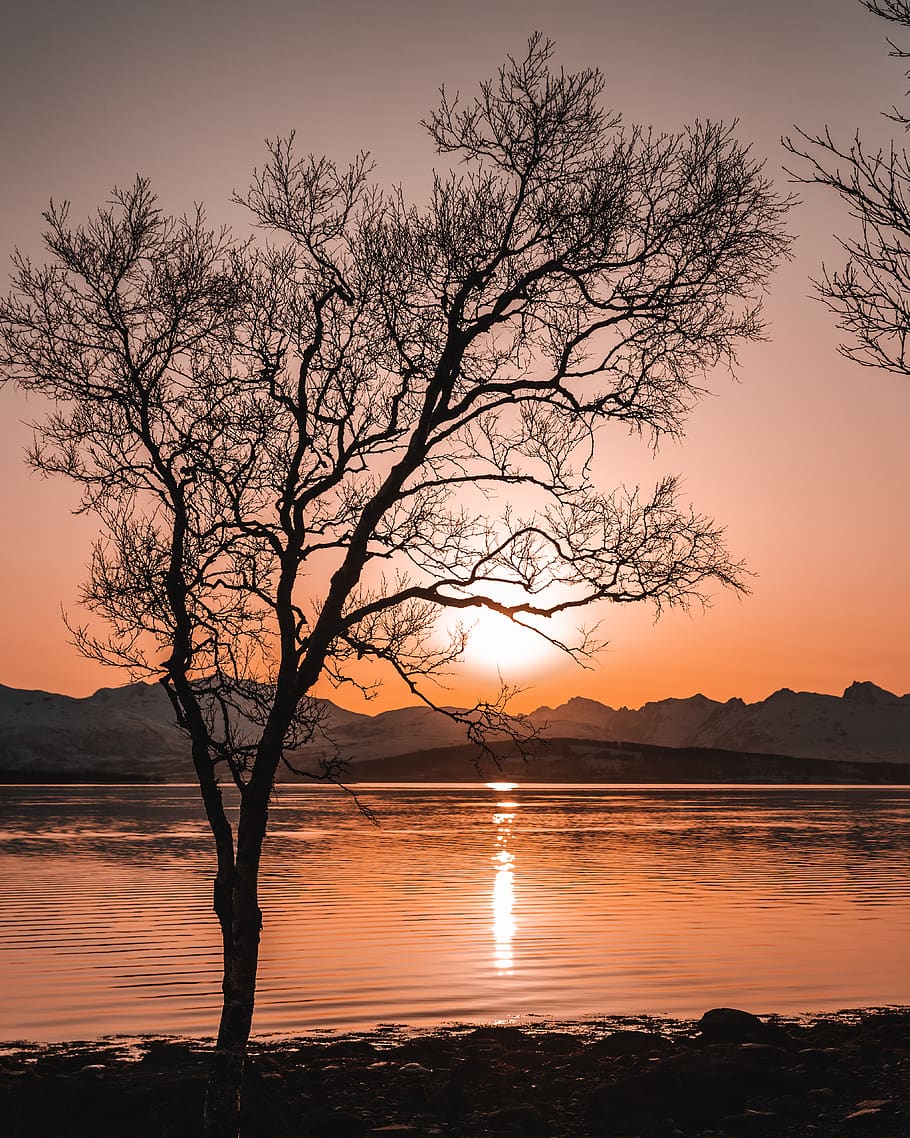 Tree Near Ocean, backlit, beautiful, body of water, dawn, dusk HD wallpaper