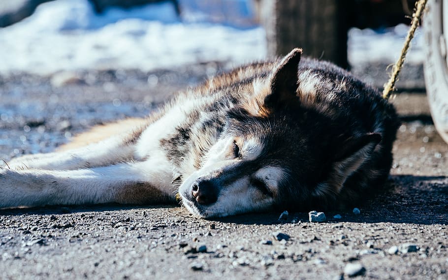 dog, pets, wolf, husky, loyal, sleeping, animal, alaska, fall, HD wallpaper