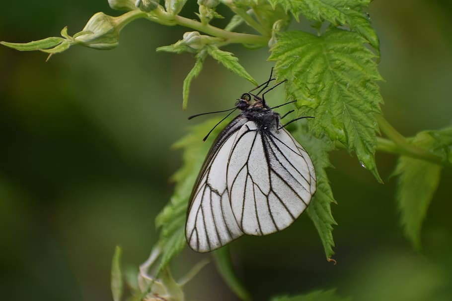 butterfly, white, sitting, raspberry, vacation, insect, nature HD wallpaper