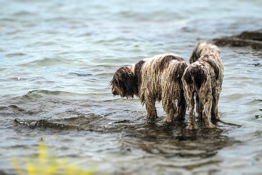 two wet dogs standing on shore, animal, umag, croatia, sea, water