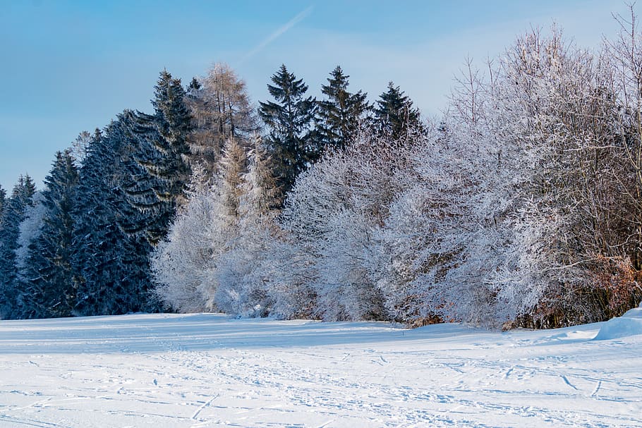 winter, wintry, snow, nature, trees, hoarfrost, snowy, winter magic HD wallpaper