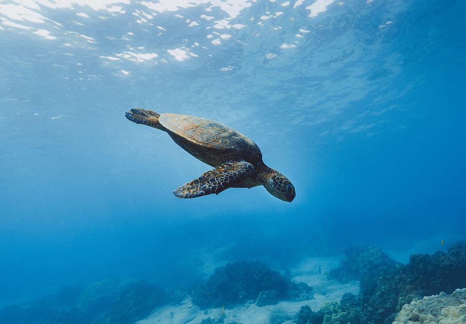 brown turtle, tutrle, underwater, coral reef, swimming, sea, ocean, HD wallpaper