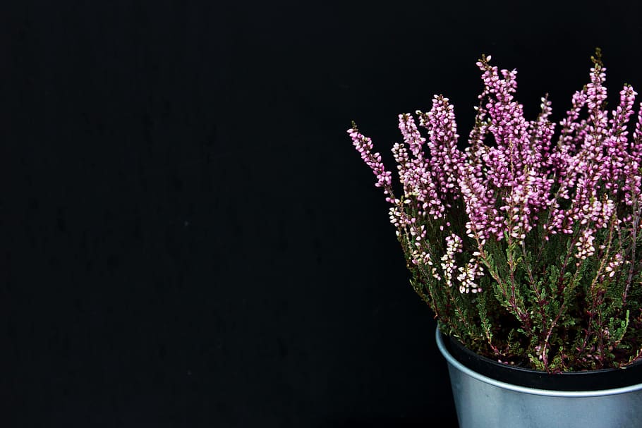 lavender, plants, decor, decorative, nature, leaves, nice, garden HD wallpaper
