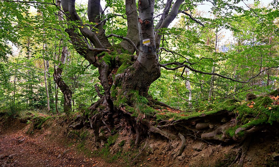 beech, tree, old, forest, the bark, age, baby, plant, growth HD wallpaper