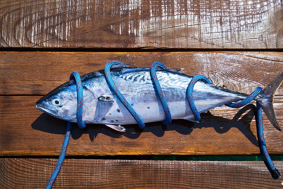 fish, fresh, food, catch, hunter, fishing rod, marine, uncooked HD wallpaper