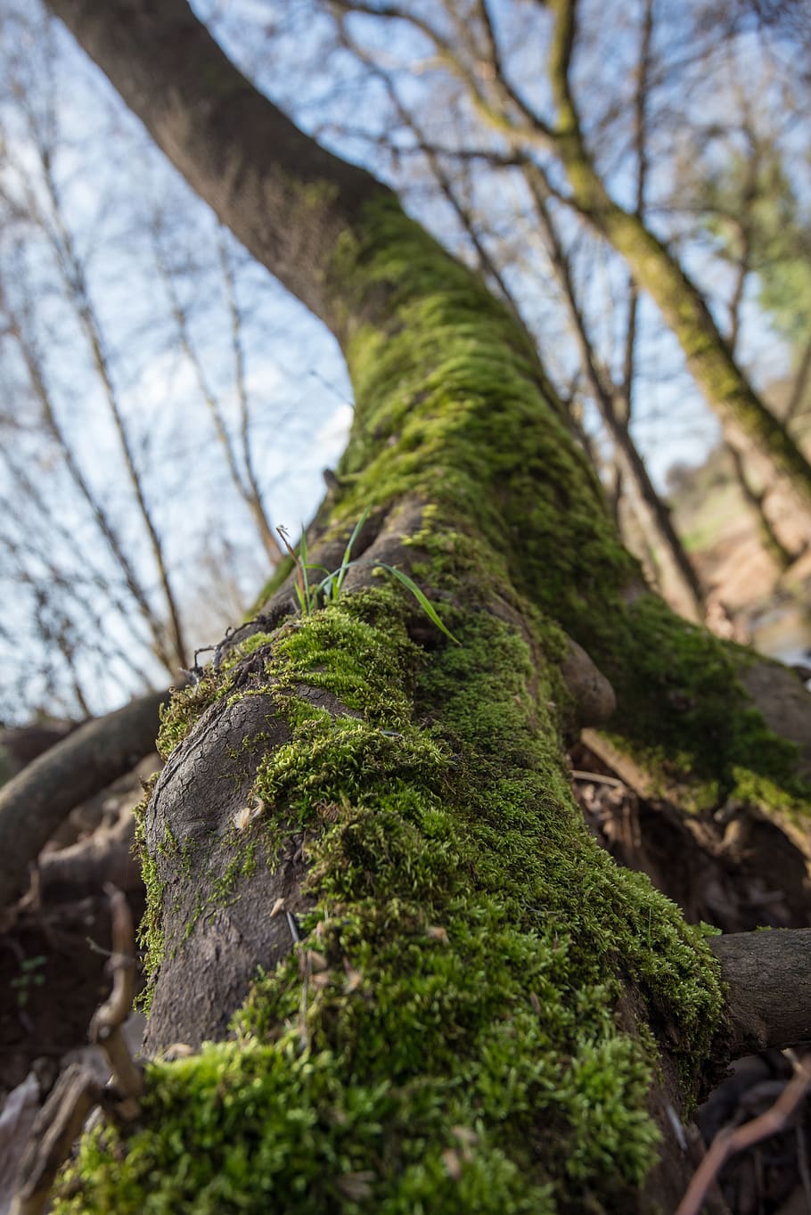 plant, tree, tree trunk, root, moss, nature, green, macro, bamboo HD wallpaper