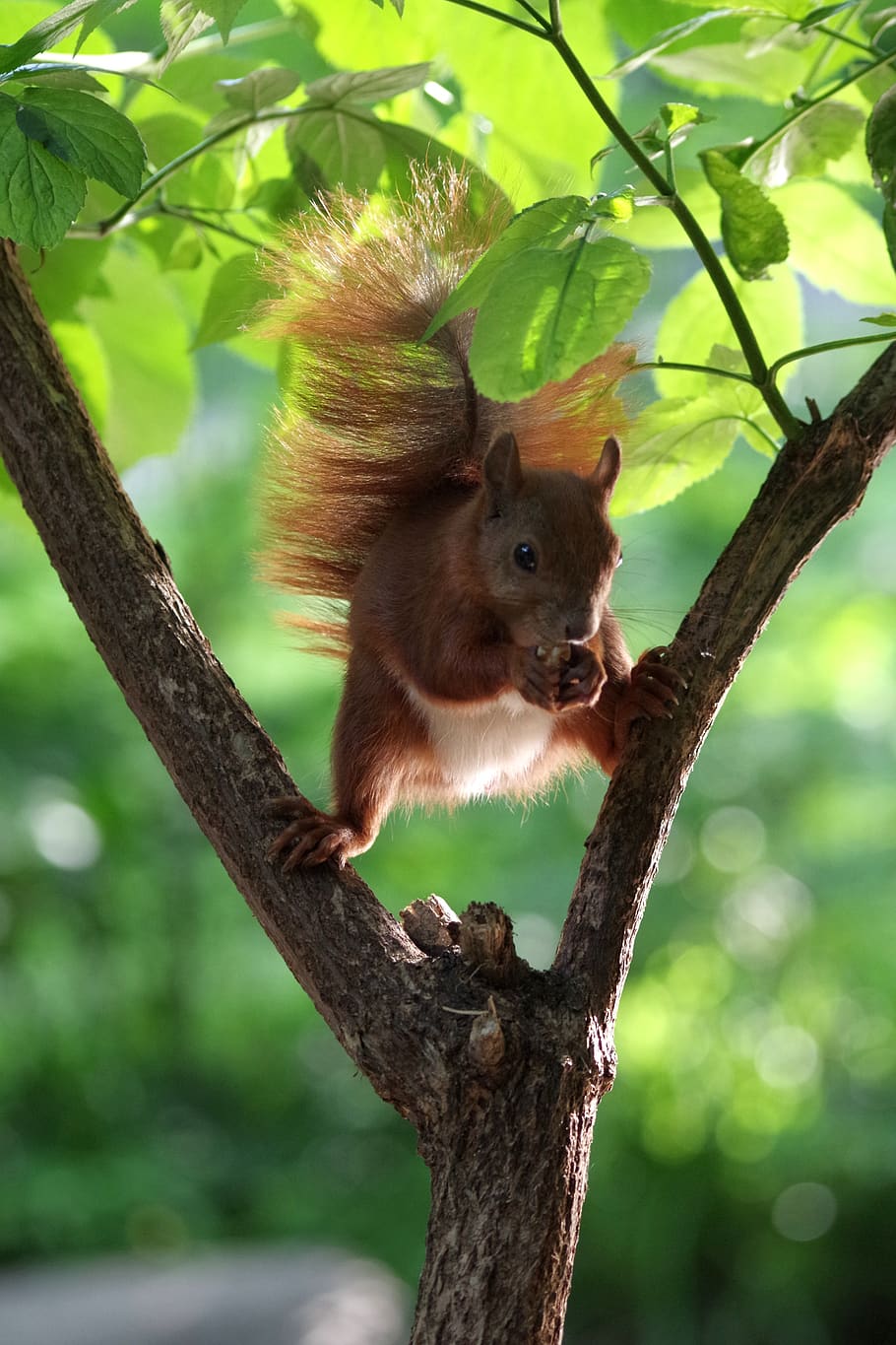 squirrel, forest, summer, tree, mammal, nager, park, furry HD wallpaper