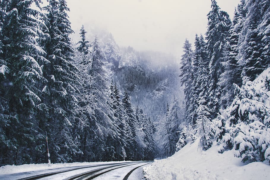 pine trees covered by snow, cold temperature, winter, plant, beauty in nature HD wallpaper