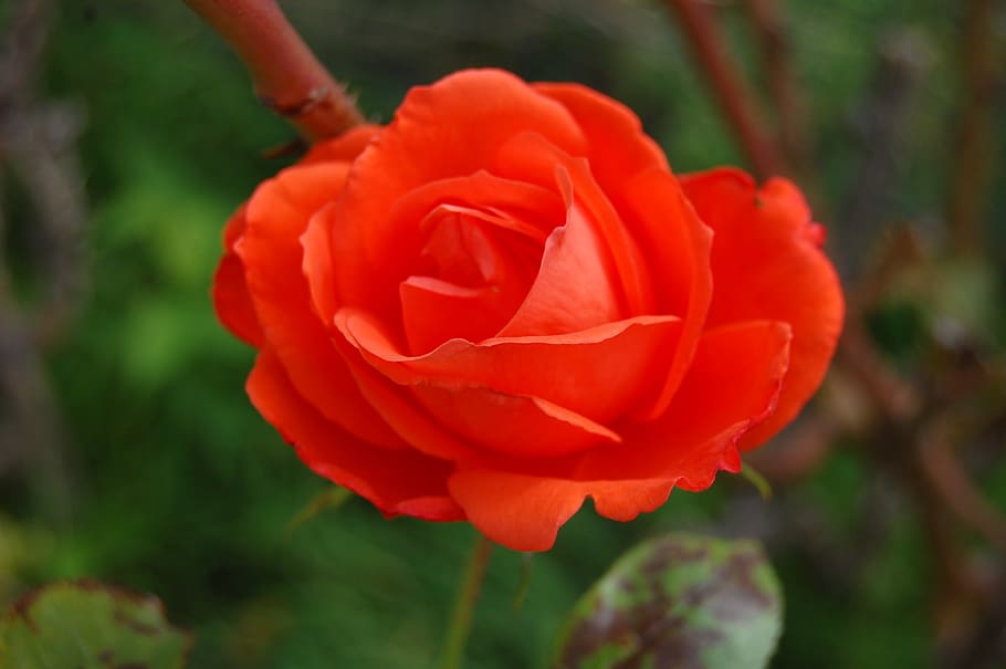 pink, red, romantic, nature, love, flower, colorful, beauty HD wallpaper