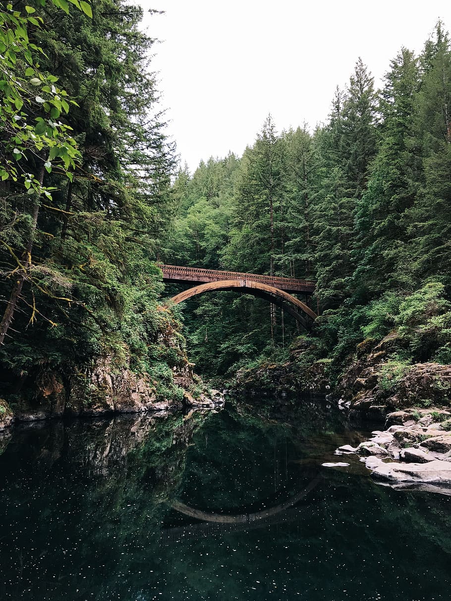 forest, nature, plants, trees, pine, water, river, bridge, rocks HD wallpaper