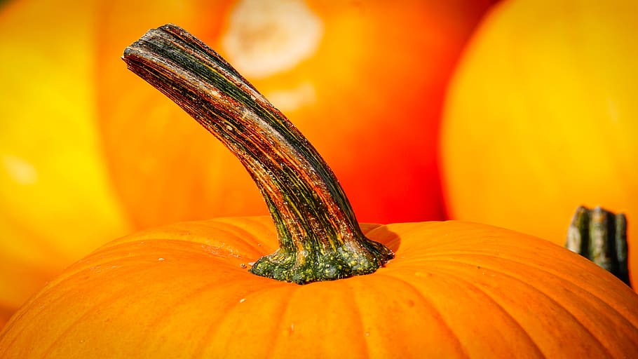 Close-up Photography of Pumpkin, bright, color, farming, flora HD wallpaper