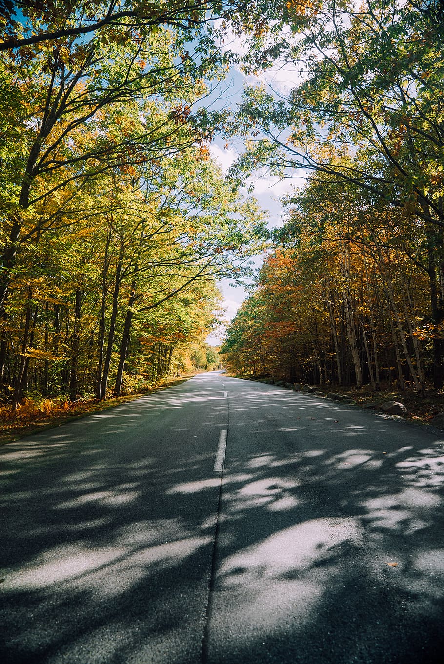gray concrete road between trees during daytime, plant, the way forward HD wallpaper