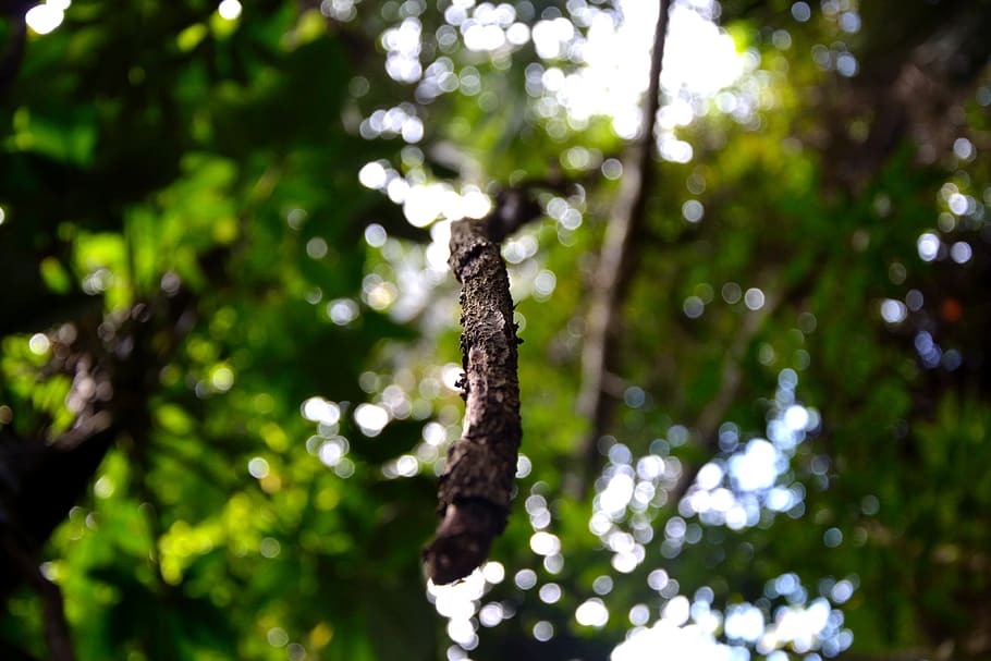 belize, belmopan, forest, jungle, nature, foilage, vine, tree HD wallpaper