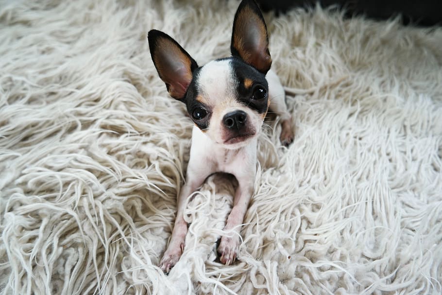 dog, chihuahua, puppy, cute, small, pet, animal, portrait, fur, HD wallpaper