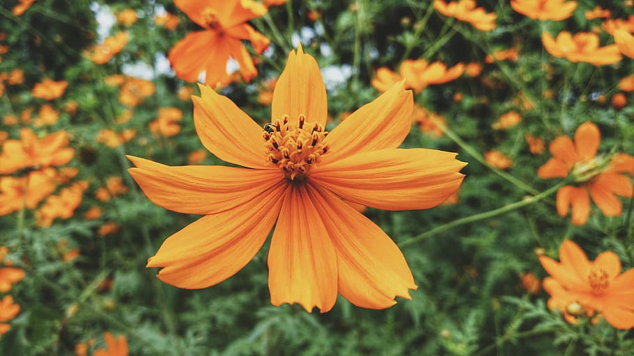 flower, nature, flowering plant, fragility, freshness, vulnerability HD wallpaper