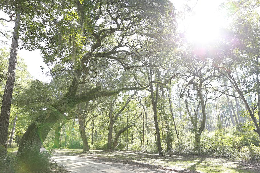 tree, plant, sunlight, beauty in nature, tranquility, land HD wallpaper