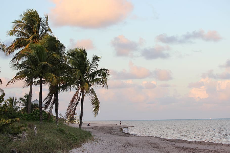 palm, trees, beach, sunset, clouds, pink, ocean, water, shore HD wallpaper