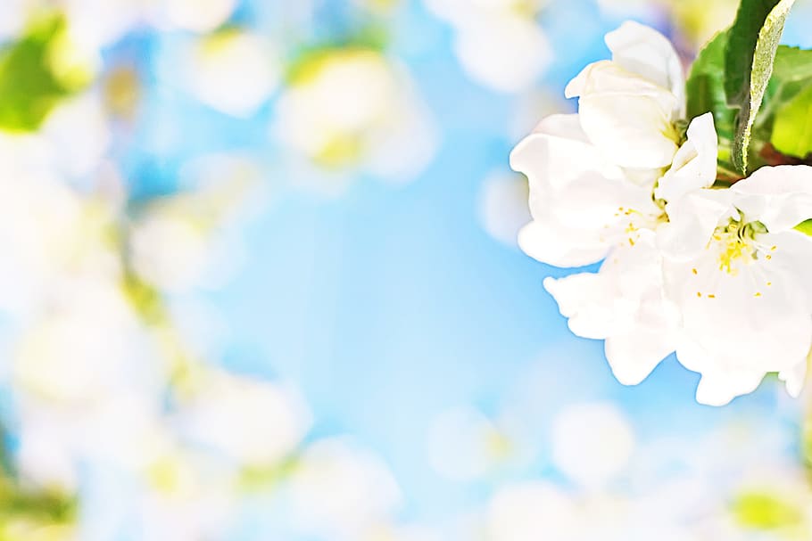 flower, background, spring, blossom, bloom, white, blue, soft HD wallpaper