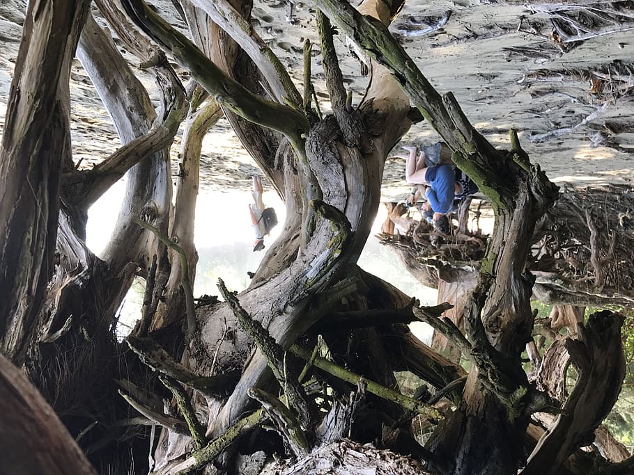 sand, roots, trees, kauai, hikers, beach, tree roots, tree trunk HD wallpaper