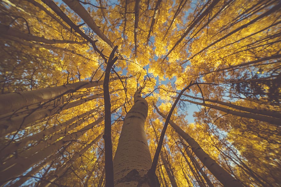 nature, trees, woods, forest, autumn, fall, travel, adventure HD wallpaper