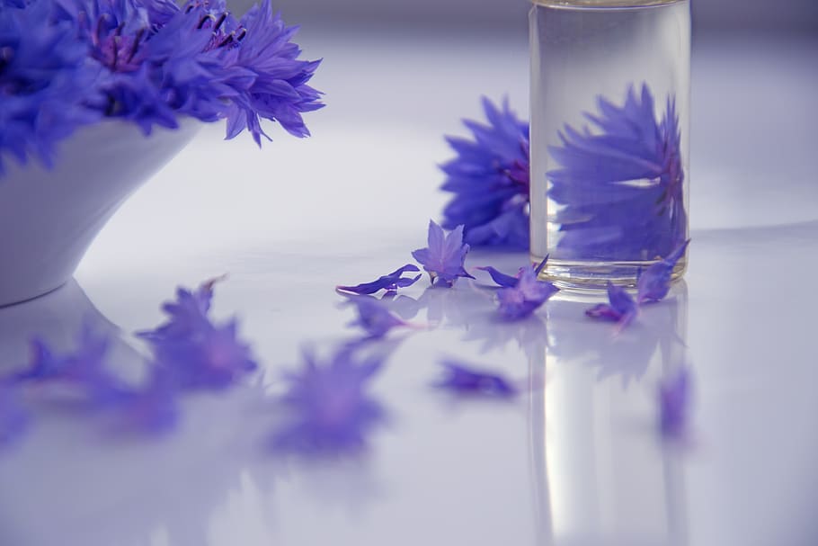 Photography of Purple Flowers , aromatherapy, bloom, blooming HD wallpaper