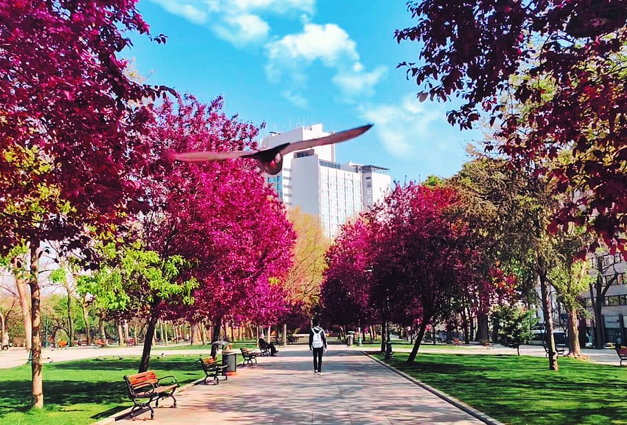 person in white backpack standing on pathway, tree, istanbul HD wallpaper