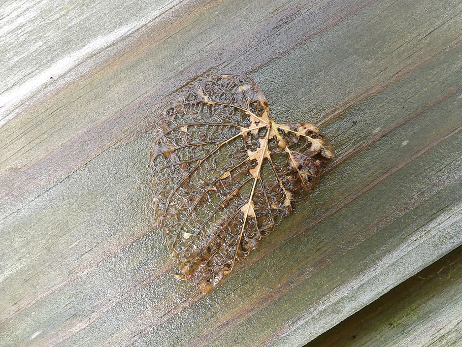 rain, wet, fallen, browns, grain, wood, leaf, wood - material HD wallpaper
