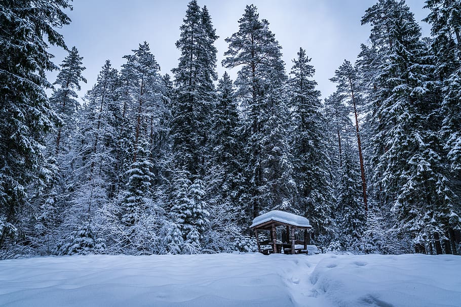 Green Trees Covered by Snow, branches, cold, daylight, environment HD wallpaper