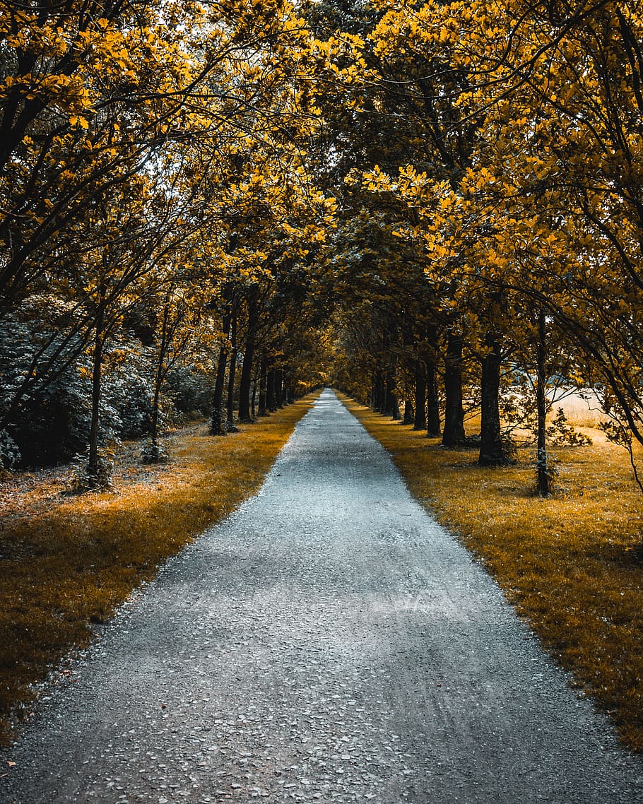 pathway between of brown leafed trees, street, road, forest, yellow, HD wallpaper