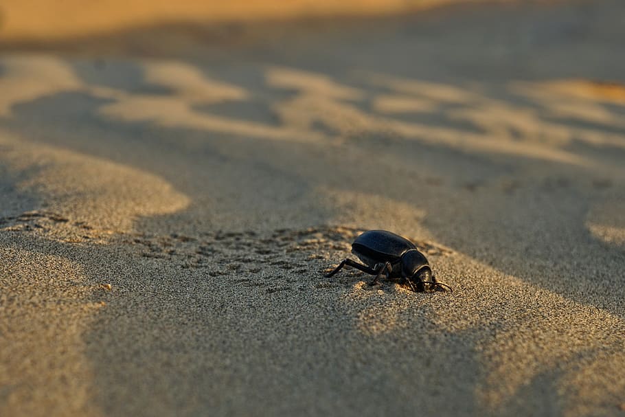 beetle, sand, beach, desert, nature, animal wildlife, animal themes HD wallpaper