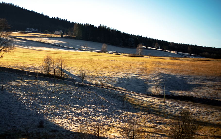 field, trees, forest, ore mountains, outdoor, winter, snow HD wallpaper