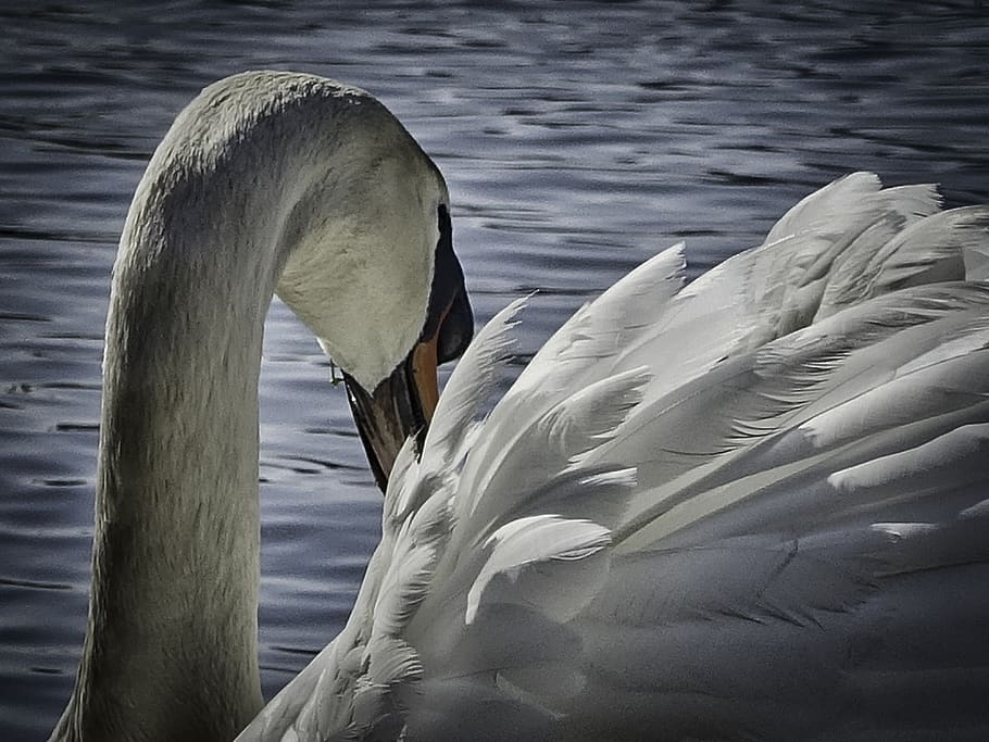 feathers, animals, white, bird, beak, wings, lake, water, swan HD wallpaper